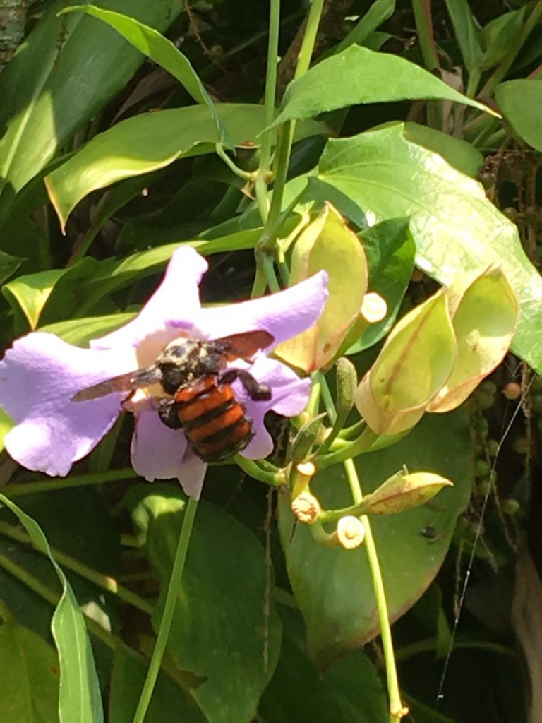 2019 05 22 Brazil Sinal Regeneration Campus Workshop Sinal Nature Flower Bee